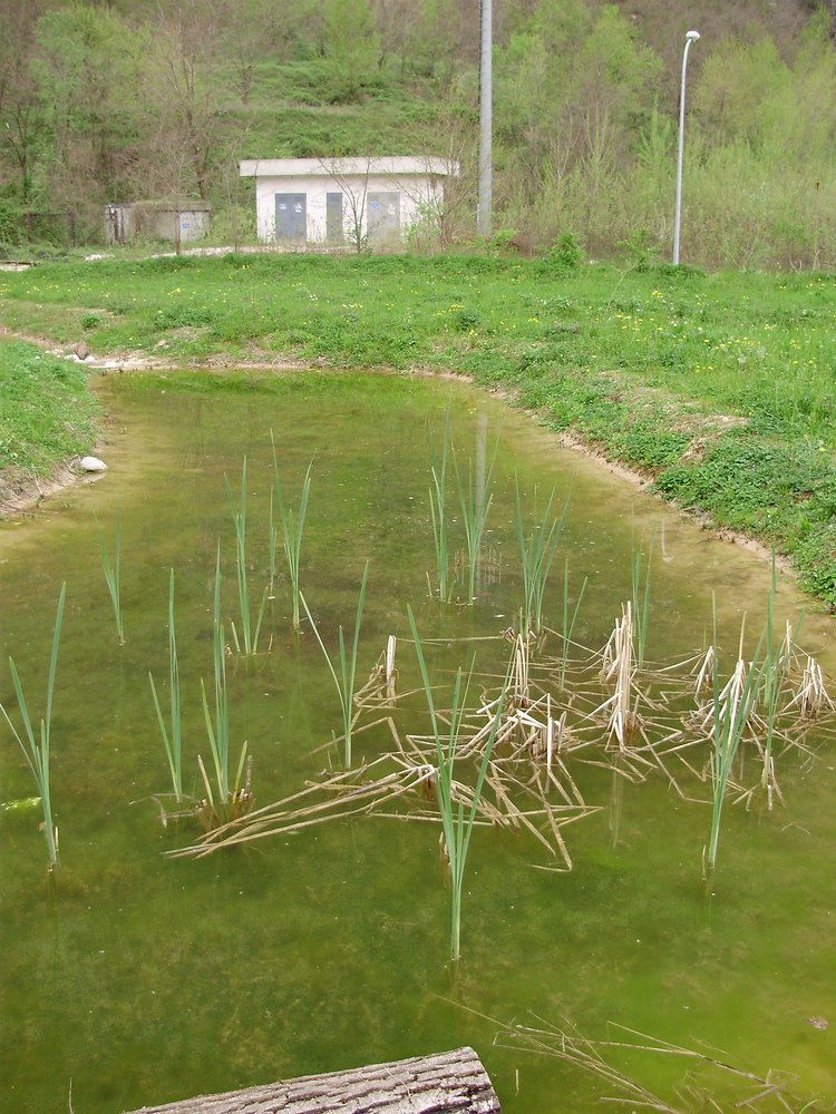 Smeraldini e rane verdi